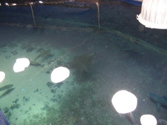 eilat 11.4.07 (1).jpg