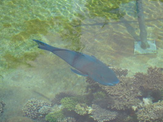 eilat 11.4.07 (13).jpg