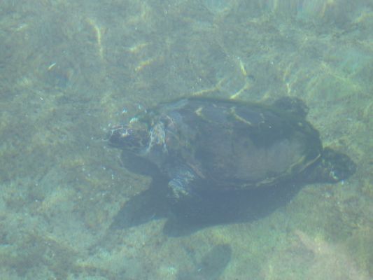 eilat 11.4.07 (8).jpg