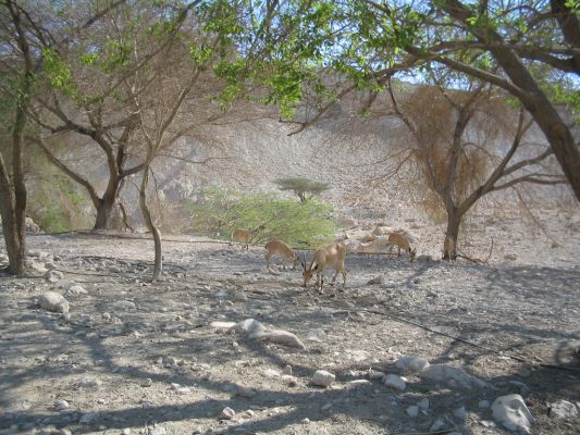 Animals at Ein Gedi

